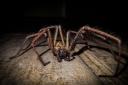 All spiders can bite – that’s how most subdue and kill their prey.