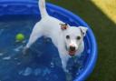 Top tips to keep your dog cool on hot summer days